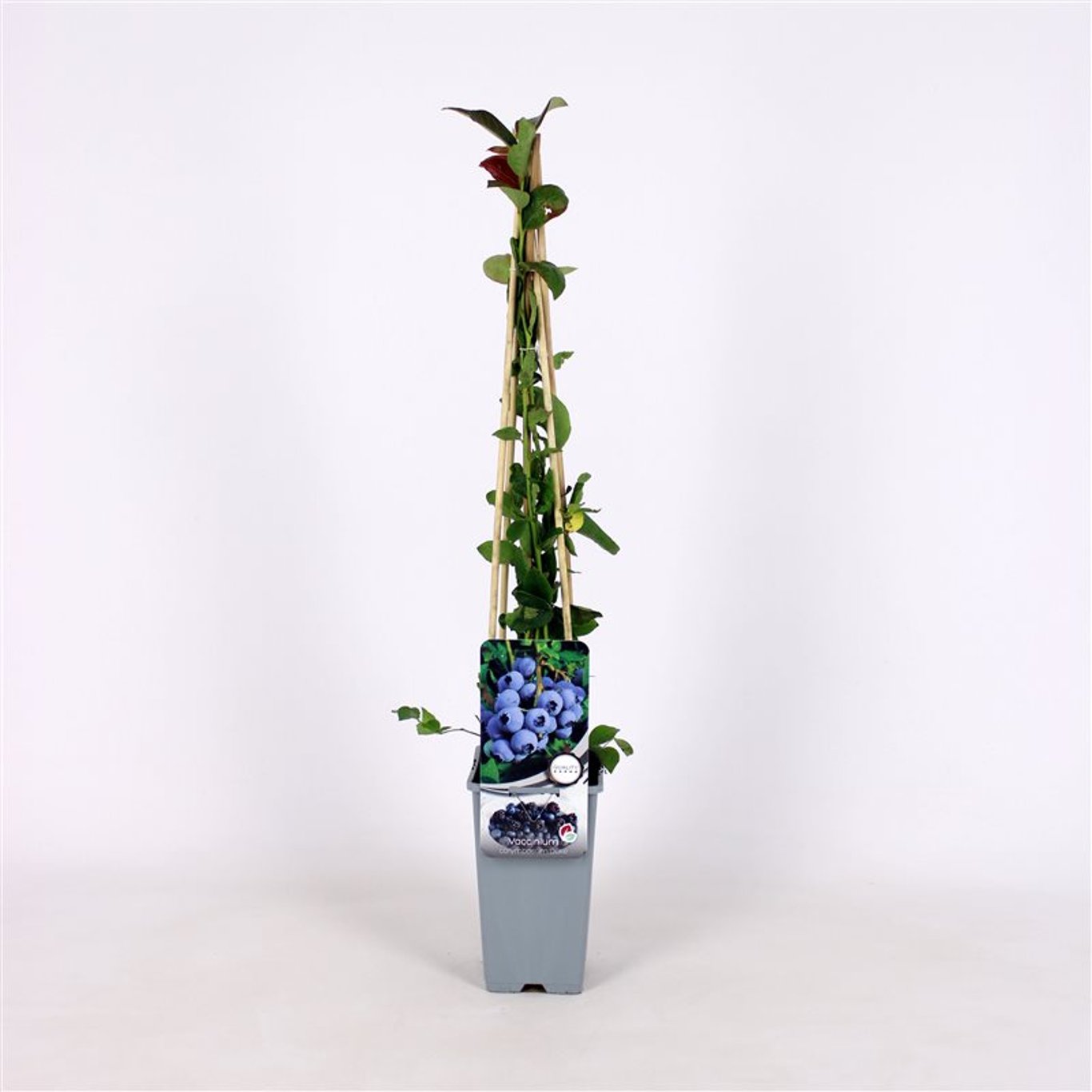 Vaccinium c. 'Duke' - C2 70/+ CM